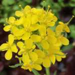 Yellow Mustard - Yellow mustards' amazing spicy flavour and superfood credential has popularized in use because of their healthful properties and their cover crop capability. Collect the seeds and make your own tasty yellow Mustard paste! - Click for more details!